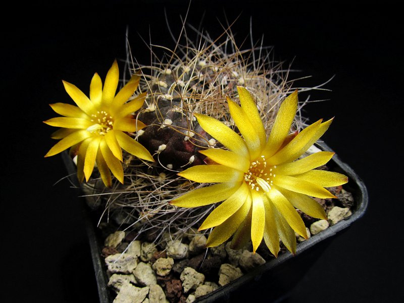 Sulcorebutia arenacea v. menesesii MC5532