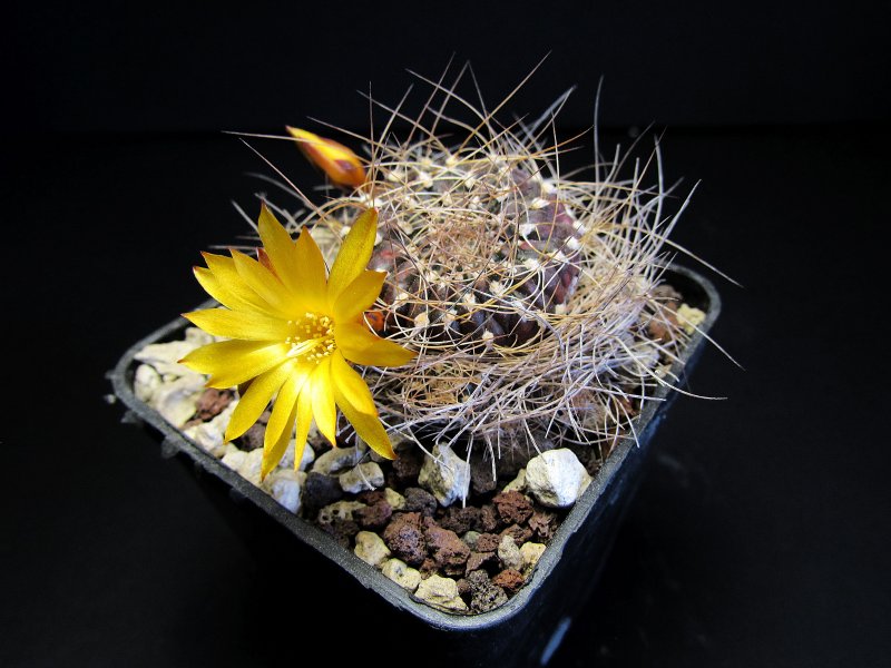 Sulcorebutia arenacea v. menesesii MC5532