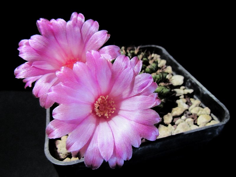 Sulcorebutia hybrid 