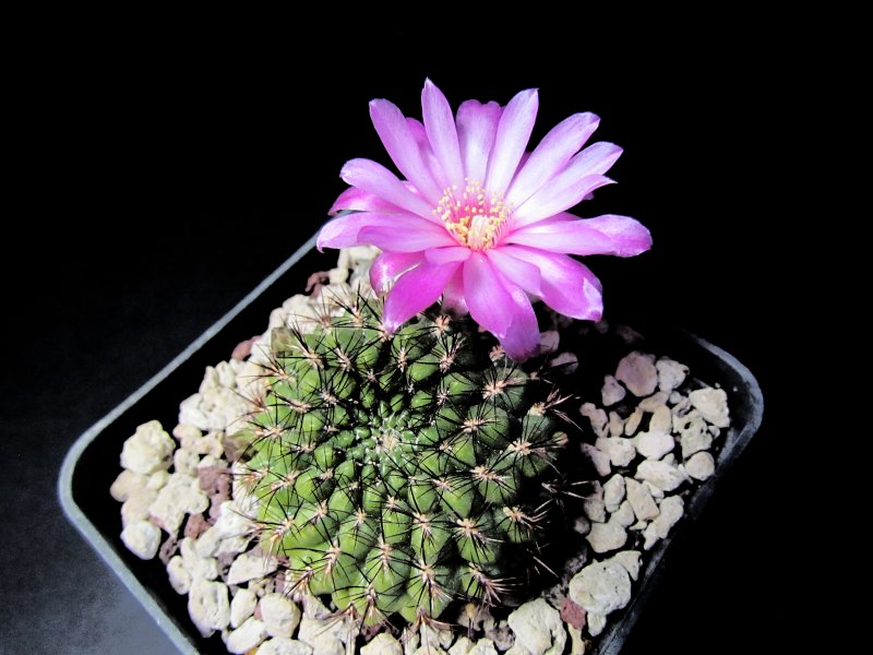 Sulcorebutia mentosa hybrid 