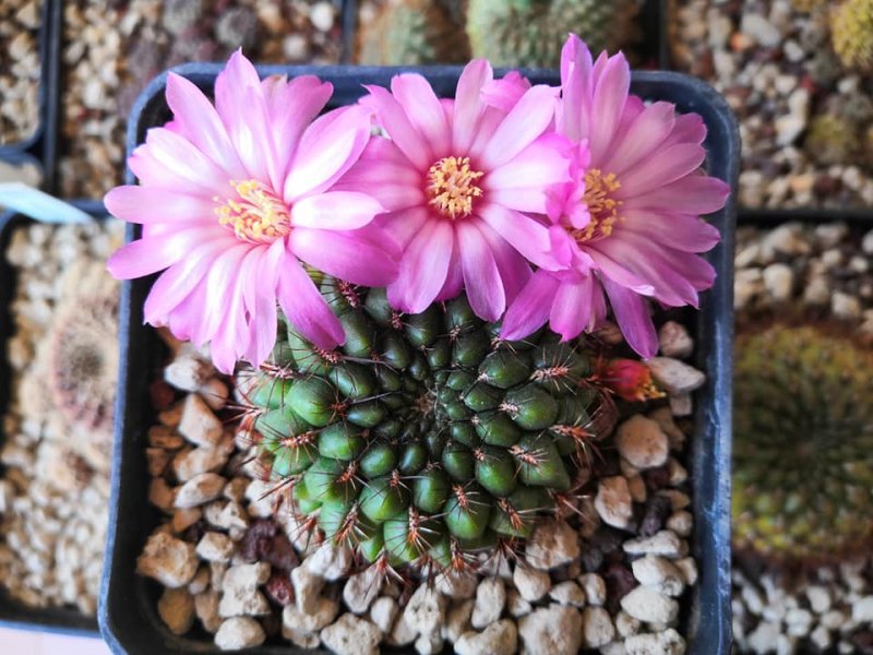 Sulcorebutia mentosa 