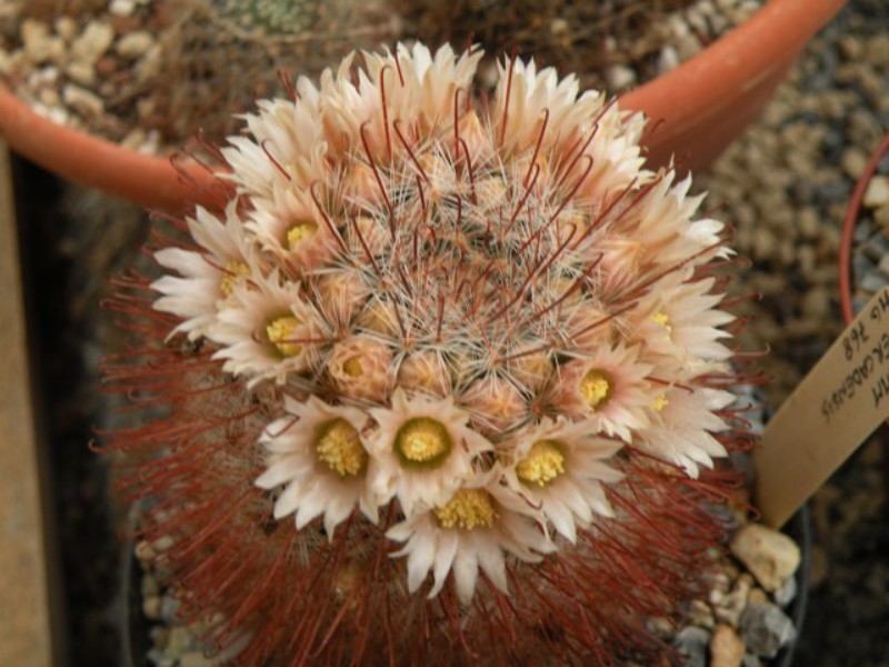 Mammillaria mercadensis 