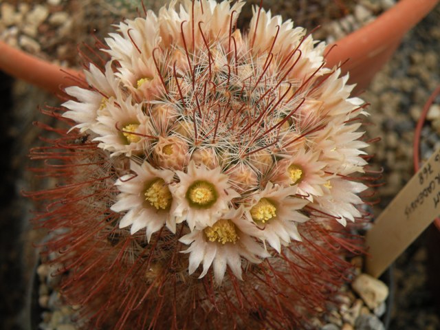 Mammillaria mercadensis 