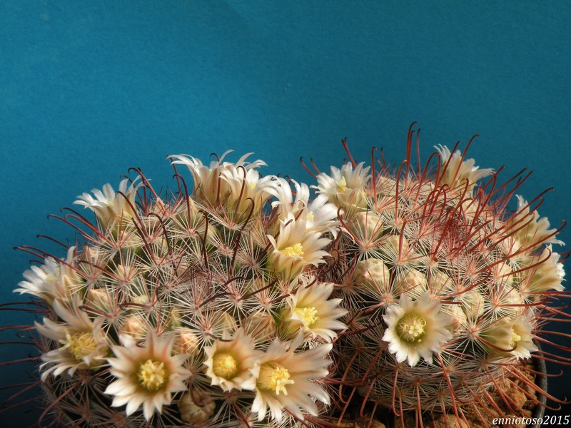 Mammillaria mercadensis ROG 722