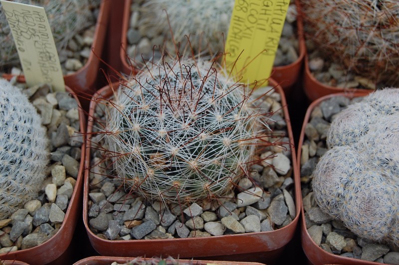 Mammillaria meridiorosei SB 668