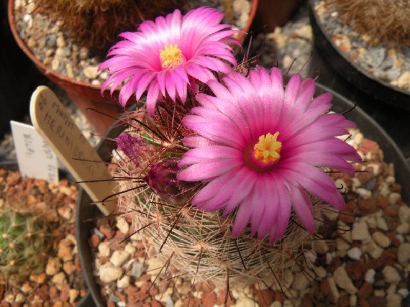 Mammillaria meridiorosei ROG 698