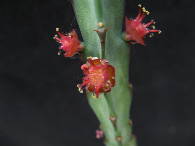 Euphorbia meridionalis 