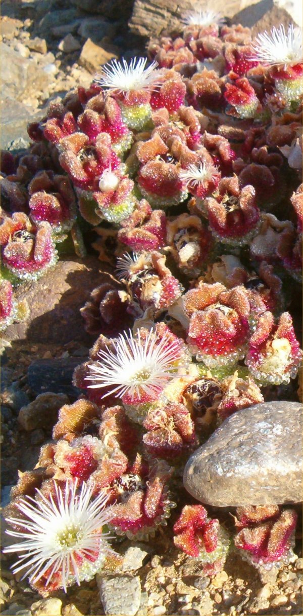 mesembryanthemum crystallinum