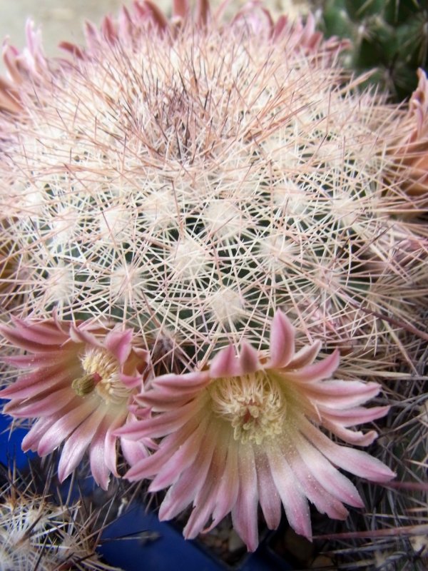 Mammillaria mexicensis 