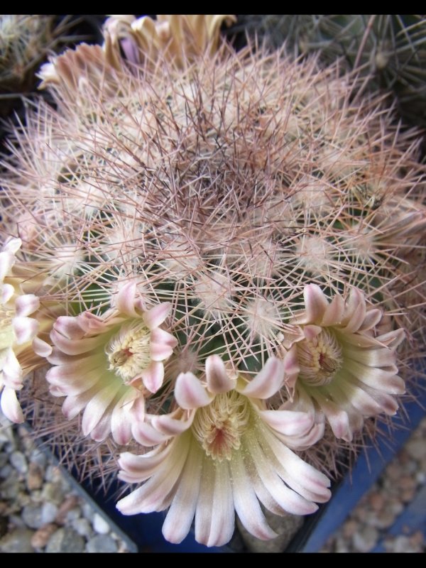 Mammillaria mexicensis 