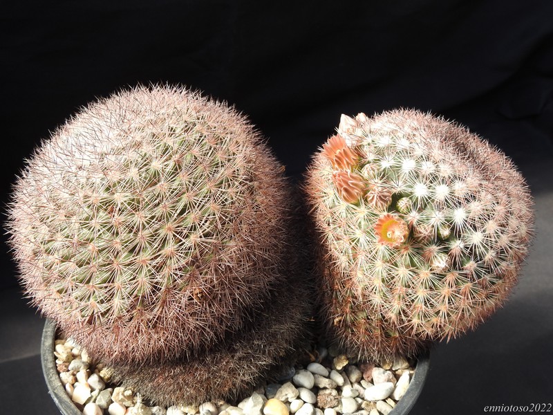 mammillaria mexicensis