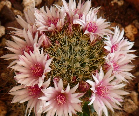 Mammillaria fittkaui 