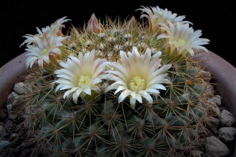 Mammillaria canelensis 