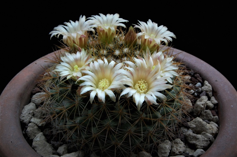 Mammillaria canelensis 