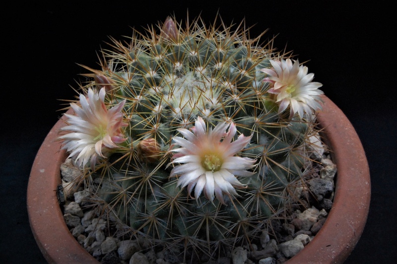 Mammillaria canelensis 