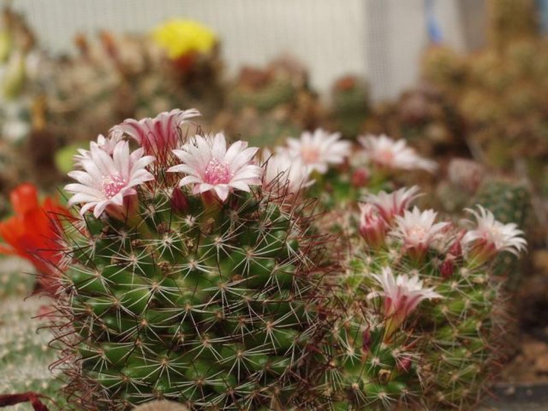 Mammillaria fittkaui 