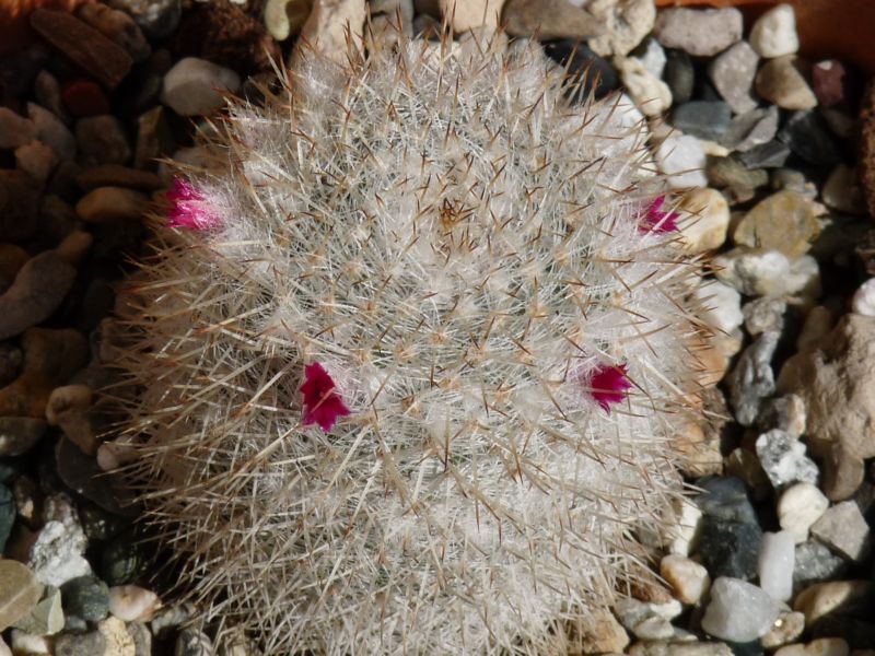 Mammillaria geminispina 