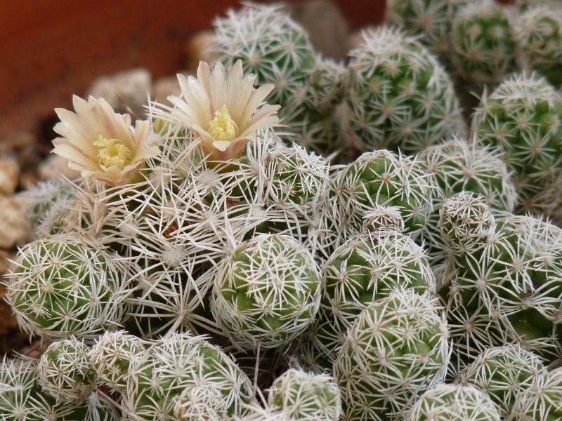 Mammillaria gracilis 