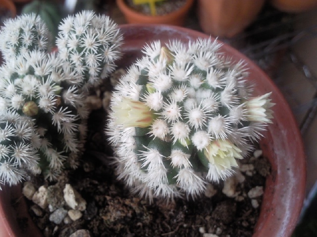 Mammillaria gracilis cv. arizona snowcap 