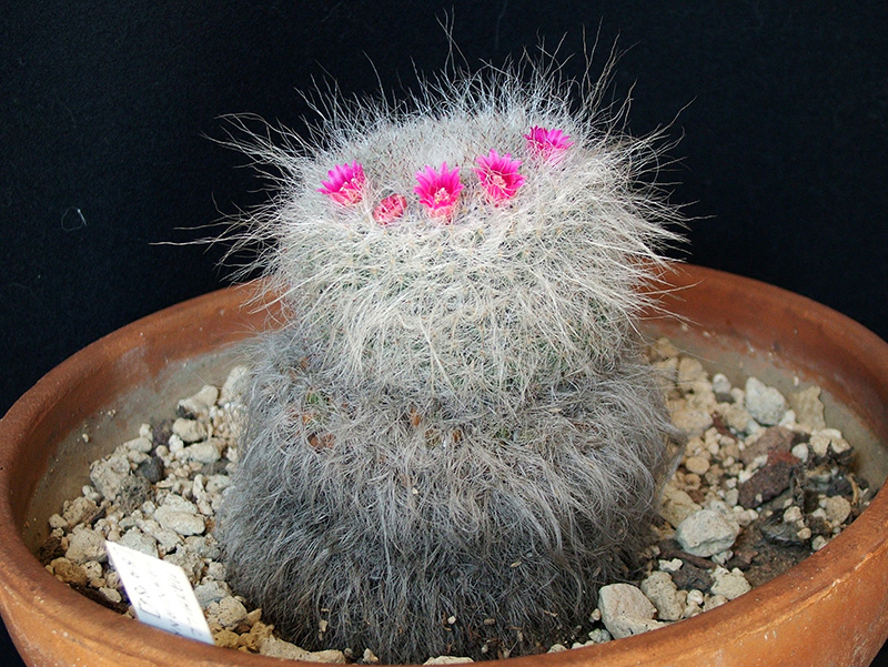 Mammillaria hahniana 