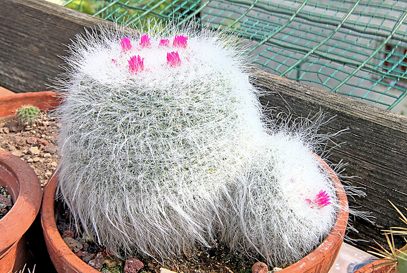 Mammillaria hahniana 