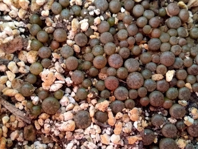 Lithops  