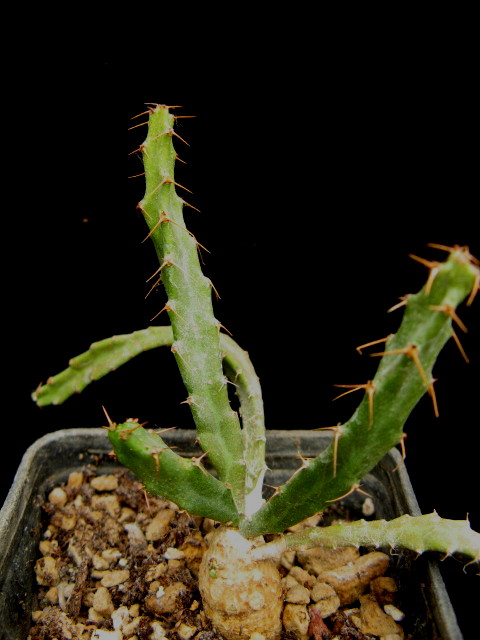 Euphorbia micracantha 