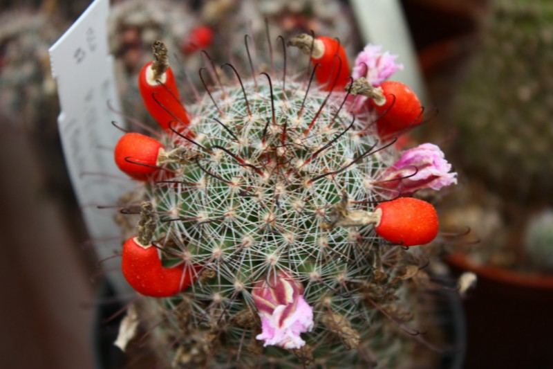 Mammillaria microcarpa v. texensis 