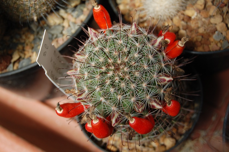 Mammillaria microcarpa v. texensis 