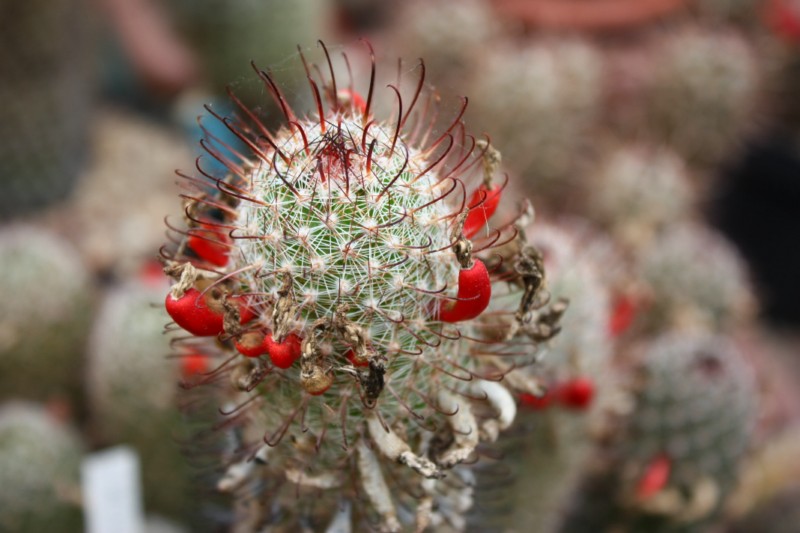 Mammillaria microcarpa SB 147