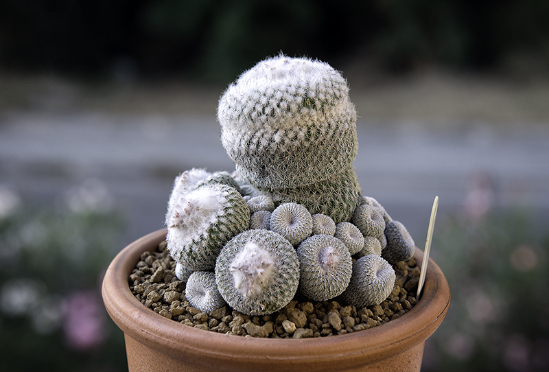 Epithelantha micromeris 