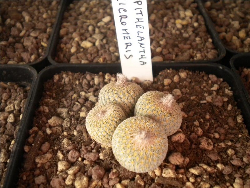 Epithelantha micromeris 