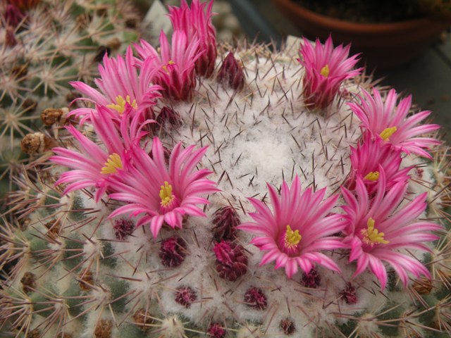 Mammillaria miegiana 