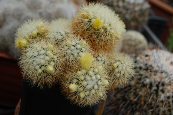 Mammillaria mieheana 