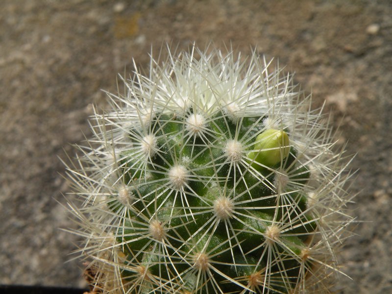 Mammillaria mieheana 