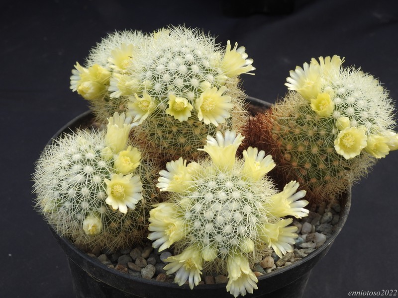 Mammillaria mieheana 