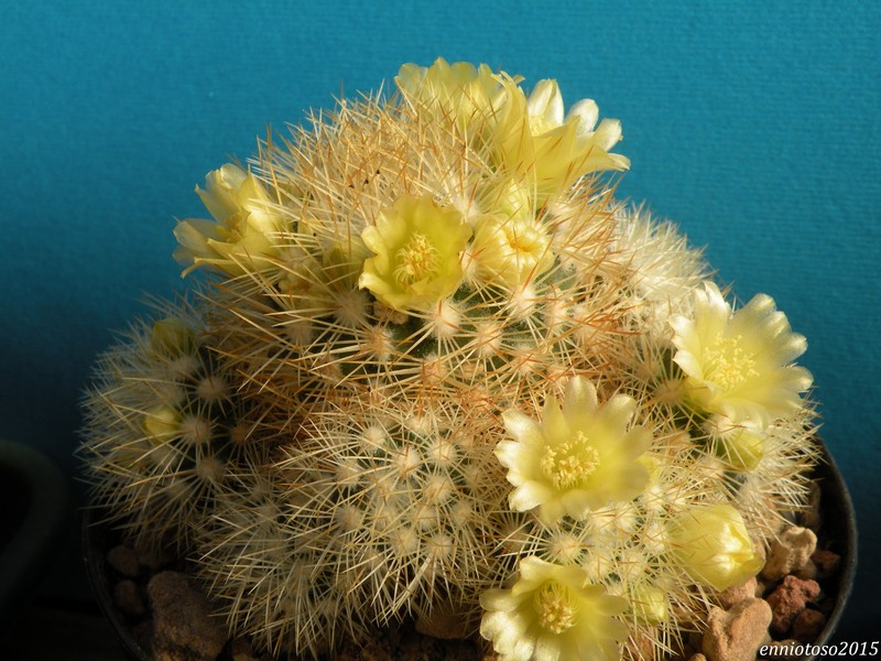 Mammillaria mieheana 