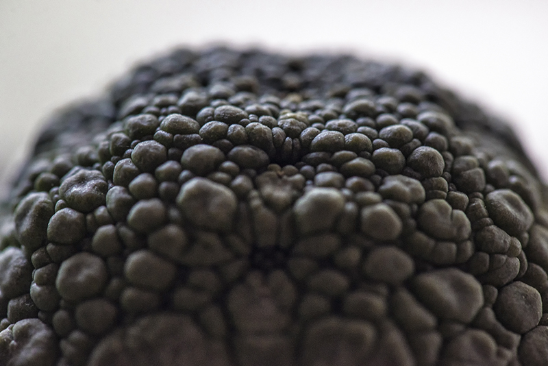 Pseudolithos migiurtinus 