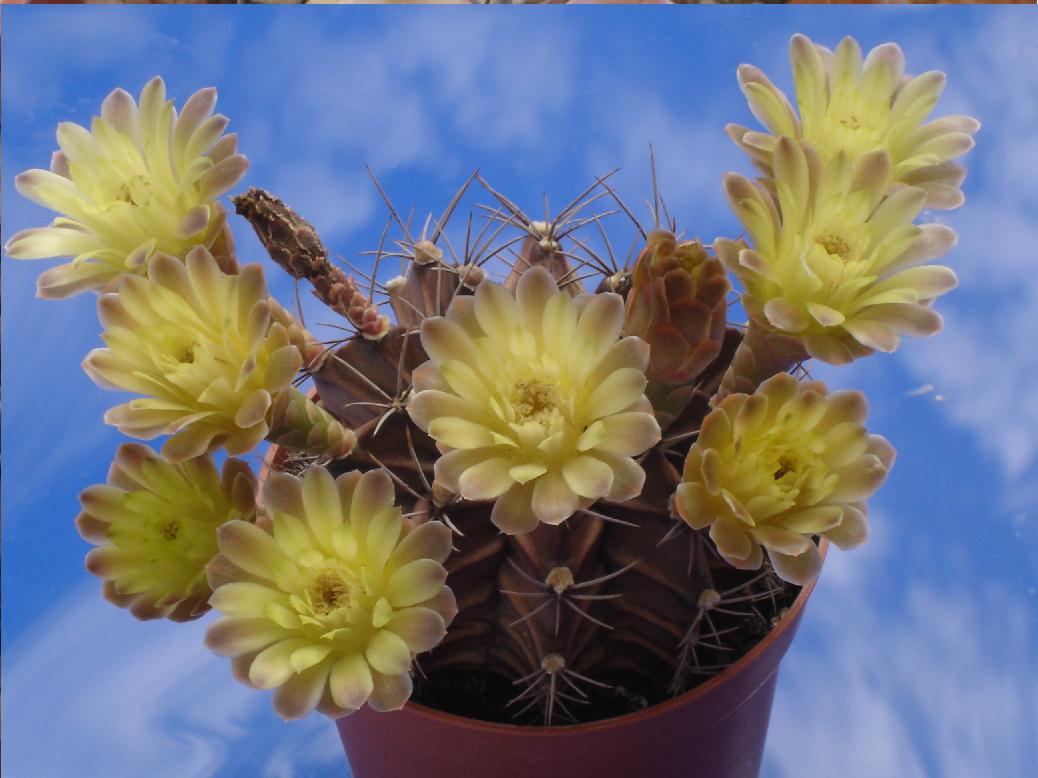 Gymnocalycium mihanovichii 