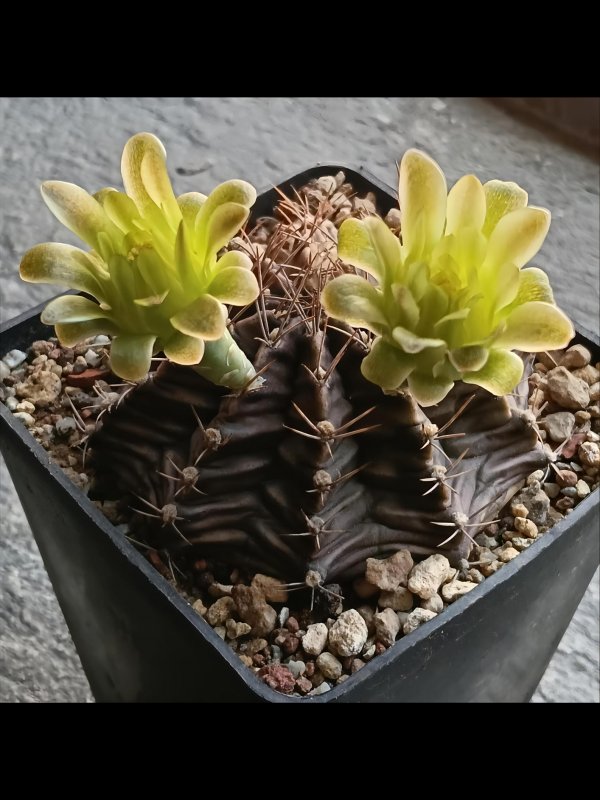 Gymnocalycium mihanovichii 