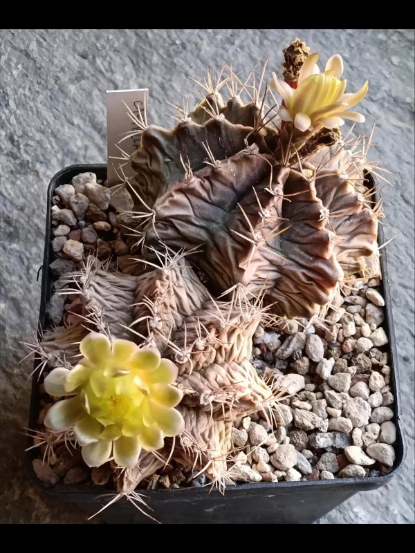 Gymnocalycium mihanovichii v. stenogonum 
