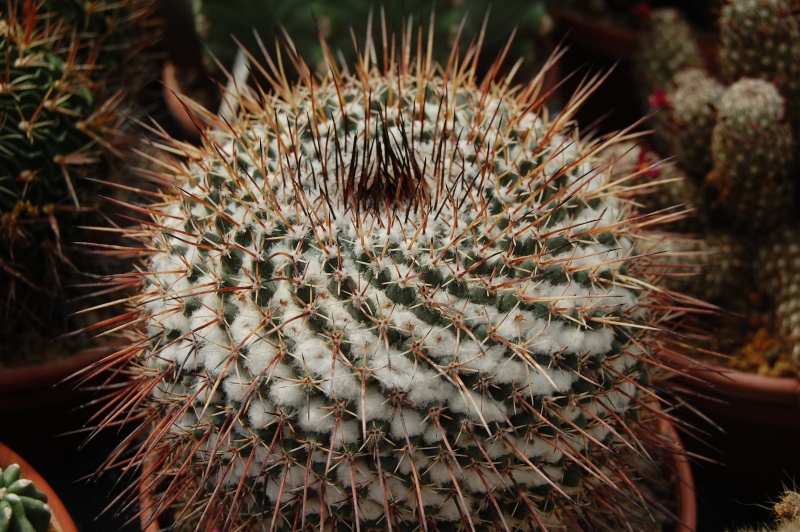 mammillaria hamiltonhoytea