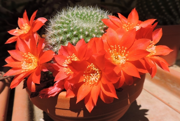 Rebutia senilis 