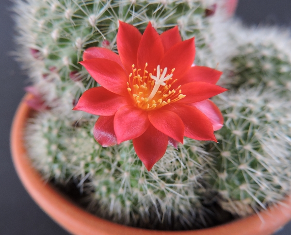 Rebutia senilis 