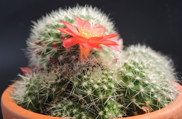 Rebutia senilis 