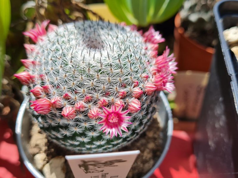 Mammillaria pseudoperbella 