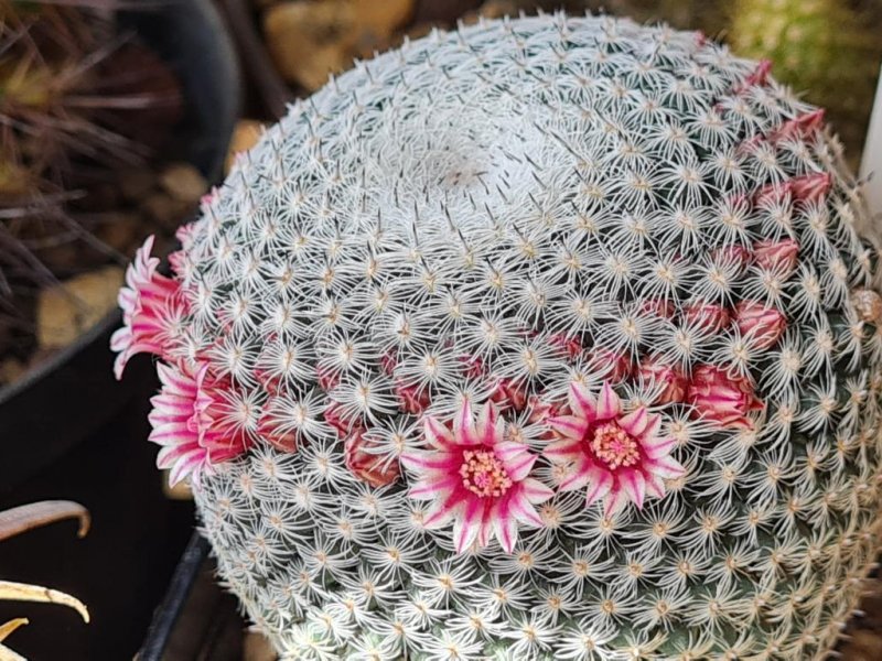 Mammillaria pseudoperbella 