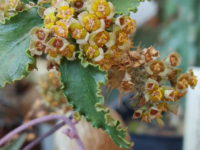 Euphorbia parvicyathophora 