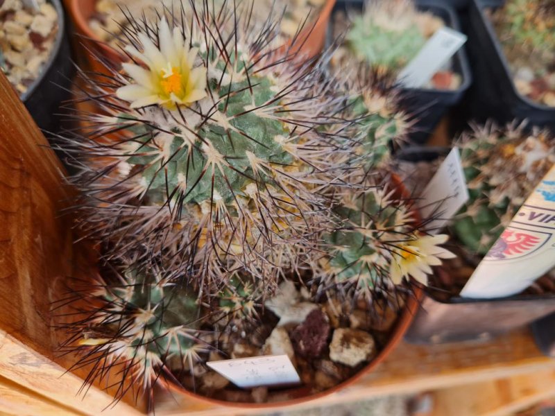 Turbinicarpus viereckii ssp. gielsdorfianus 