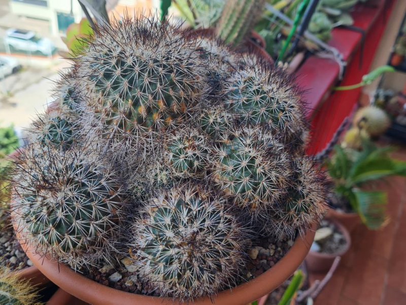 Turbinicarpus horripilus 